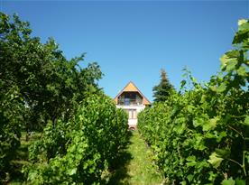 Pohled na chatu z vinohradu