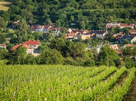 Pohled na obec Žádovice z blízkého vinohradu